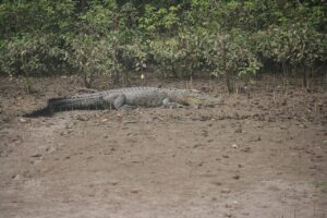 Bhitarkanika crocodile Odisha