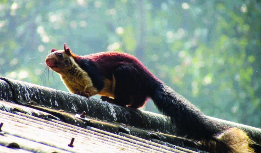 Simlipal national park Odisha