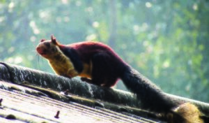 Simlipal national park Odisha